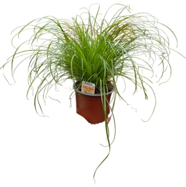 Hierba Gatera Viva – Cyperus Natural Perfecto para Gatos en Casa