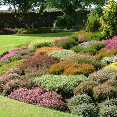 10 x Scottish Heathers (Mixed) Pot Grown in 8cm Pot (a249)