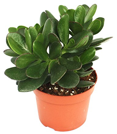 Exotenherz Crassula portulacea - Geldbaum - große Pflanze im 12cm Topf