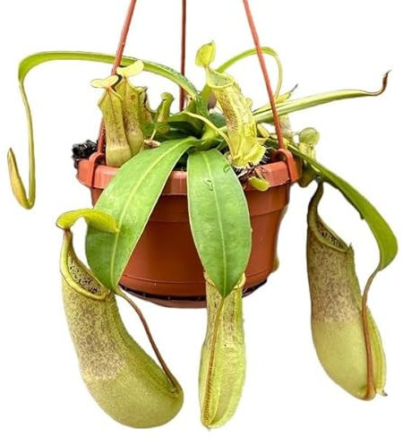 Planta Carnívora Natural - Nepenthes - Planta Viva - Interior y Exterior
