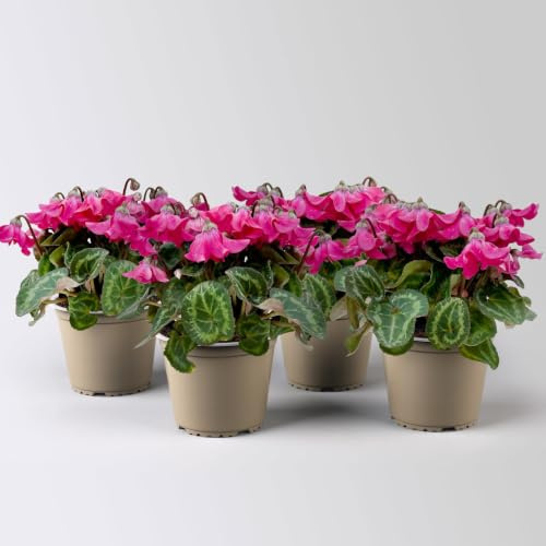 Alpenveilchen 'Petticoat Pink', pink, Topf-Ø 10,5 cm, 4 Pflanzen