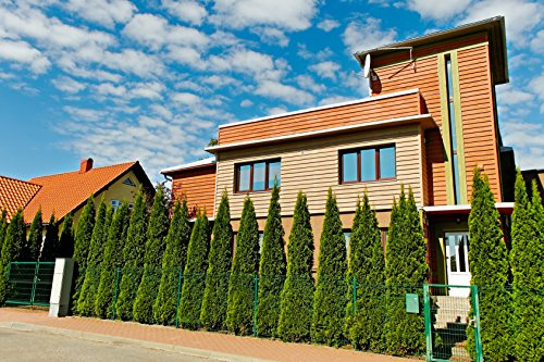Thuja Smaragd Lebensbaum, im Container 125-150cm