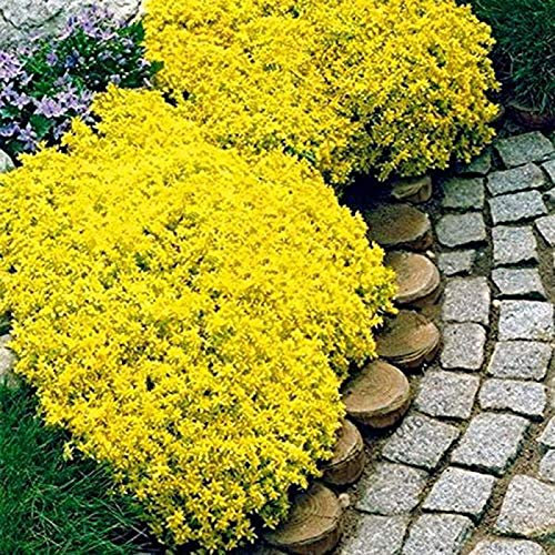 500Pcs Creeping Thyme Seeds Ground Cover Carpet Perennial Flowering Garden Plant Decor Rock Cress Seeds (Yellow)