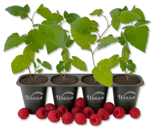 Mysore Raspberry Bush - 4 Live Starter Plants - Rubus - Edible Berry Bearing Bramble Shrub for Fruit Garden and Patio