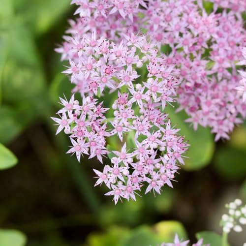 semillas de sedum resistentes - para balcón de invernadero para jardín en bancal elevado de variedades antiguas, 90pcs