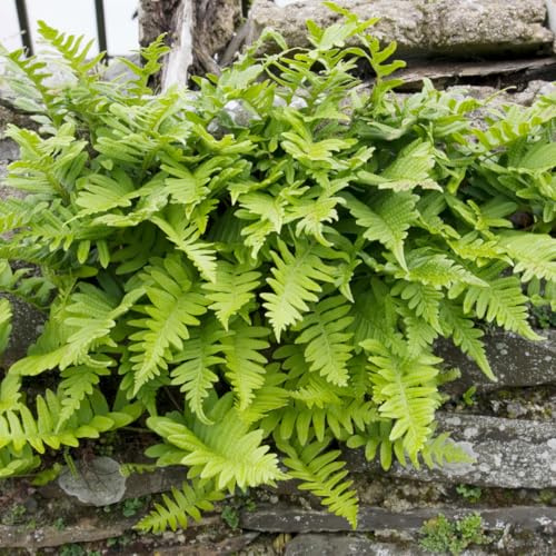 Polypodium felce vulgare – 24 piante – Ø 9 cm – altezza 10 – 25 cm – felce sempreverde – resistente – per aiuole ombreggiate e giardino naturale