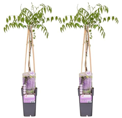Blauregen Wisteria floribunda 'Naga Noda' – Kletterpflanze – Ø15cm – ↨65cm – 2 Pflanzen– Schnell wachsend – Duftende blaue Blütenrispen