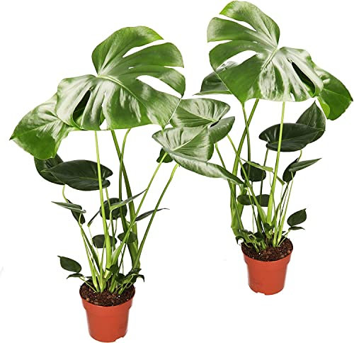 DECOALIVE Duo Monstera Deliciosa ± 60cm Juego de 2 Plantas Naturales de Interior Costilla de Adán