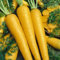 Semi di carota gialli 60 pezzi