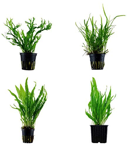 Tropica Pflanzen Set 4 Javarfarn inkl. Mutterpflanze Aquariumpflanzenset Nr.15 Wasserpflanzen Aquarium Aquariumpflanzen