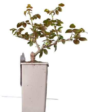 Planta de Rosa Arbustiva Rosales Naturales en Mix de Colores Perfectos para Exterior