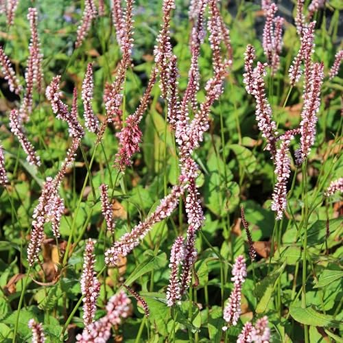 6x Kerzenknöterich 'Rosea' - Persicaria amplexicaulis ‘Rosea’ - Topf 9x9cm
