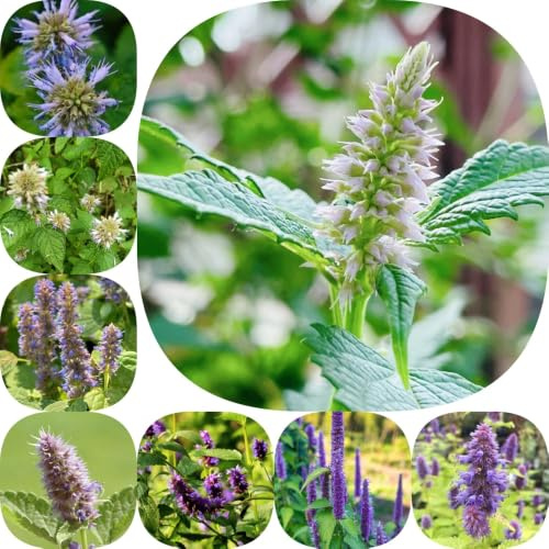Semi di ortica profumata - giardino semi di prodotti sostenibili per giardinieri resistenti ornamentali 600pcs