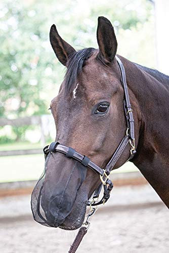 Harry's Horse
