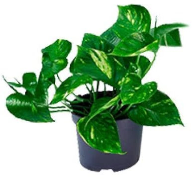 Epipremnum Aureum - Ø 12 cm - 20 cm