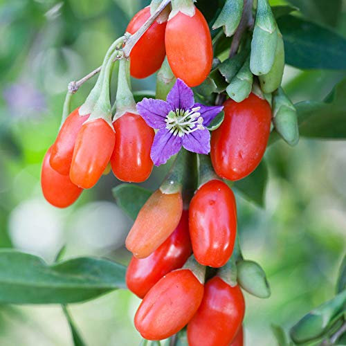 YouGarden Goji Berry 'Sweet Lifeberry' Superfruit Plants, Set of Three Established Plants in 9cm Pots, Ready to Plant and Grow Your Own