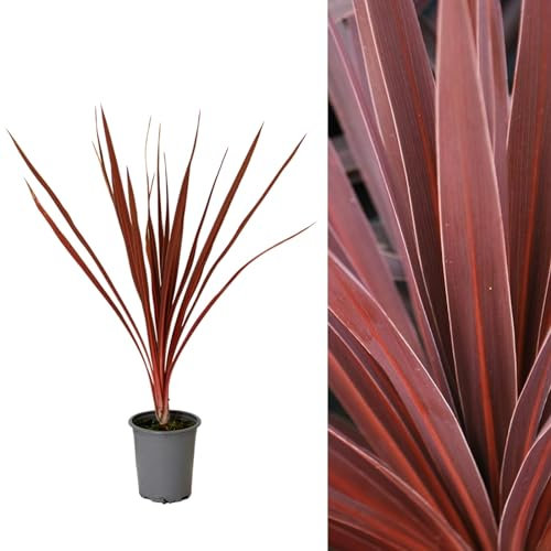 1 x Cordyline Torbay Red - 9cm Pot Ready to Plant - Award Winning Variety