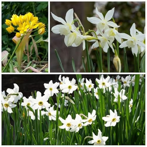 Natural Bulbs – Bienenbankett Milkshakespeare 37 ST - BIO - Blumenzwiebeln winterhart mehrjährig aus Holland – Perfekt für Bienen - Blumenzwiebeln Mix - Frühblüher Frühlingsblumen