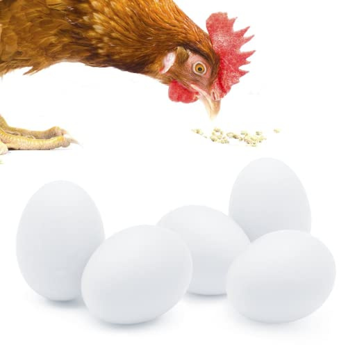 SunGrow Paquete de huevos de pollo de madera, color blanco real, 5 unidades por paquete