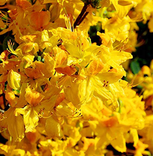 Azalee Goldpracht 40-50cm - Rhododendron luteum - Alpenrose - lebende Gartenpflanze aus den Baumschulen
