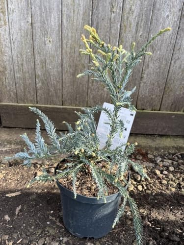 Rare Blue Coast Redwood - Sequoia sempervirens 'Adpressa' (3L) Tree (Bush)- UK Grown