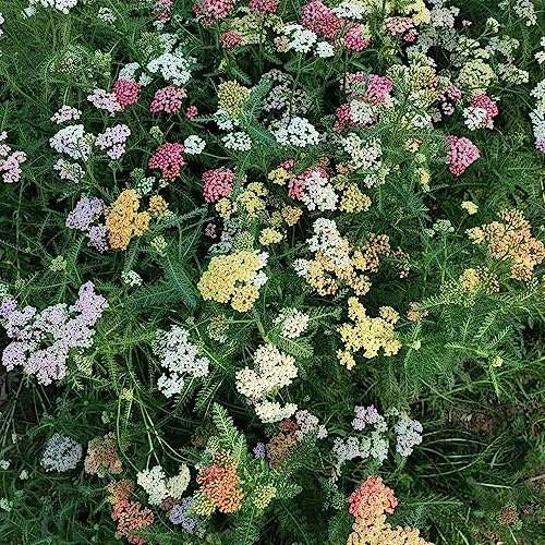 schafgarbe frühlingsblumen balkonpflanzen winterhart mehrjährig extrem winterharte kübelpflanzen pflanzensamen wildblumen balkonblumen bonsai topf blumensaat schmetterlingsflieder 250samen