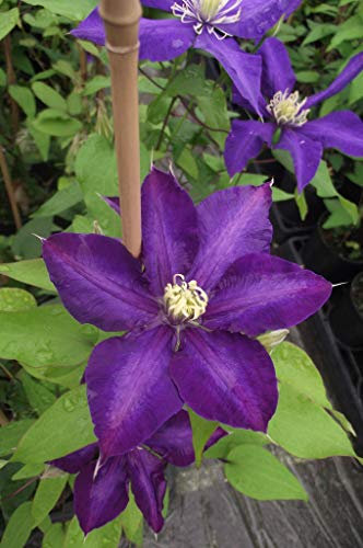 Clématite Daniel Deronda