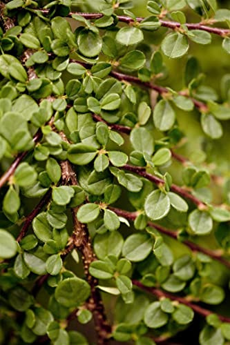 Cotoneaster procumbens 'Queen of Carpets' 60 cm Stammhöhe – Winterhart, Mehrjährig & Pflegeleicht – Kriechmispel – Ziergehölz für Garten & Kübel