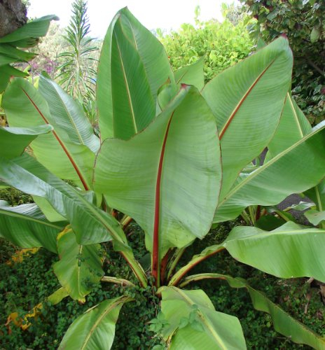 Seedeo Große Zierbanane (Ensete ventricosum) 10 Samen