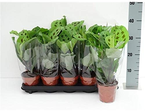 Maranta leuconeura Kerchoveana 30 cm GRÜNE Korbmarante - Marante - Pfeilwurz Zimmerpflanze