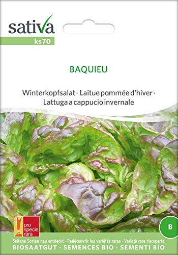 Sativa Rheinau ks70 Winterkopfsalat Baquieu (Bio-Salatsamen)
