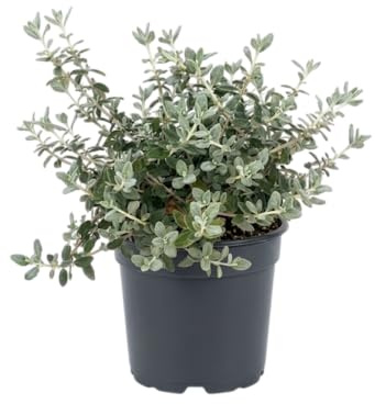 Teucrium para Decoración de Jardín Mediterráneo | Arbusto Natural para Exterior, Terraza o Patio – DECOALIVE