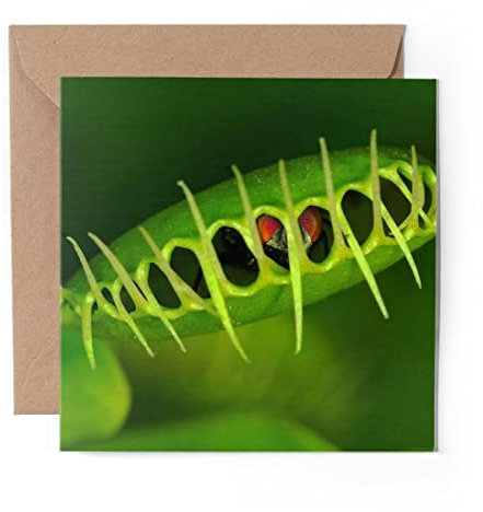 1 x Greeting Card Venus Flytrap Plant Nature Garden - Blank Birthday Celebration Anniversary #24372