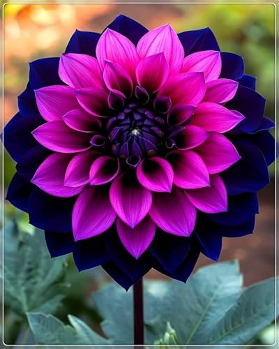 Groß, 2025 Winterhart pflanzen, Mehrjährige Blumenzwiebel ist winterhart,Blumenzwiebel Mix, Mysteriöse magische Glühbirne, Winterhart zwiebeln -2 Dahlien knollen-I