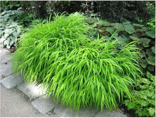 Stauden Gänge 1 x Hakonechloa macra im XXL Topf (Ziergras/Gräser/Staude/Winterhart/Bodendecker/Mehrjährig) Japanisches Berggras - Ziergras mit Anmut und fernöstlichem Flair - Japangarten