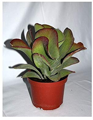 Kalanchoe (maceta 23 cm ø)