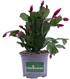Pianta di Schlumbergera Pianta di Epiphyllum pianta da interno pianta succulenta pianta da fiore pianta ornamentale di Schlumbergera pianta vera venduta da eGarden.store (Fucsia)