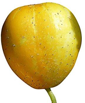 Zitronengurke (Lemon-Gurke) (Blickfang im Garten) 10 Samen