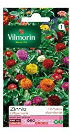 Sachet graines Zinnia Lilliput varié