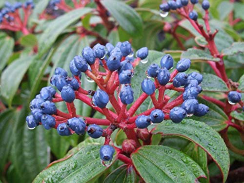 Direct Plants Viburnum Davidii Evergreen Shrub, Garden-Ready Outdoor Plants, Hardy White Flowering Shrubs, Large 30-40cm Tall, Supplied in a 3 Litre Pot