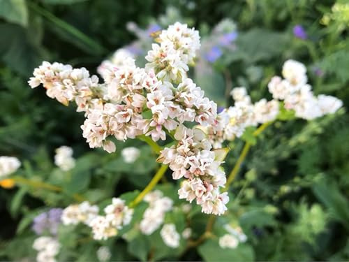 Echter Buchweizen Samen (lat. Fagopyrum esculentum) – Bienenweide & Gründünger für Garten & Landwirtschaft | Weiße Blüten mit wertvollem Nektar für Bienen & Hummeln | Pflegeleicht (500 Samen)