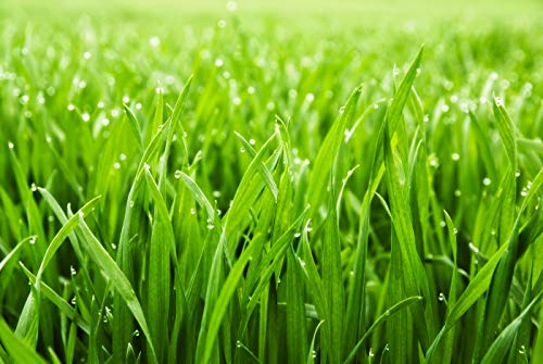 Müller GmbH Rasensand Rasen 0,4-0,8 mm Grassand Quarzsand zur Rasenpflege und Bodenverbesserung 25 kg