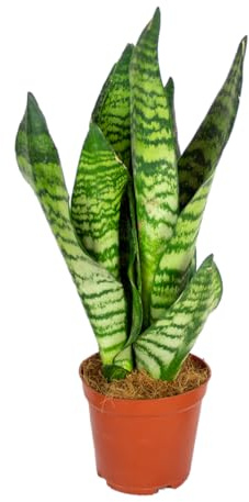 Bloomique - Sansevieria Zeylanica - Bogenhanf - Sukkulenten - Zimmerpflanzen - Sehr Pflegeleicht - Höhe 30-40 cm - Topf 12 cm