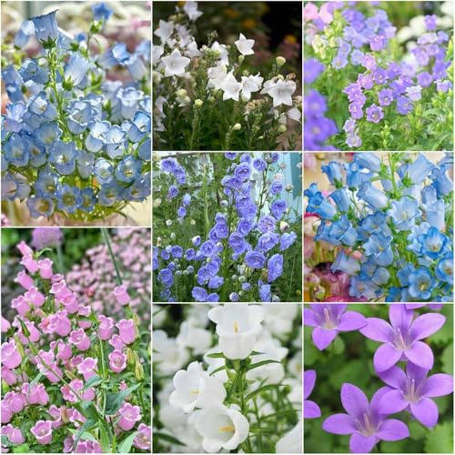 semi di campanilla perenne - di balcone semi perenni resistenti resistenti prado balcone 350pcs