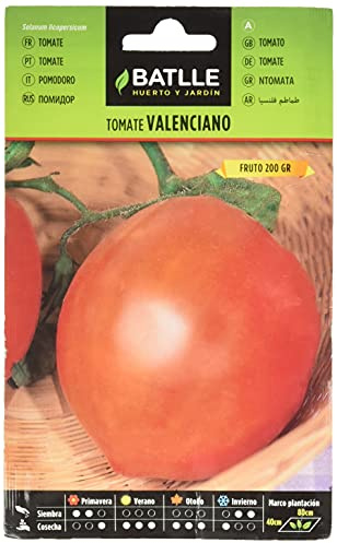 Semillas Batlle Semences de tomates Valencien, Vert