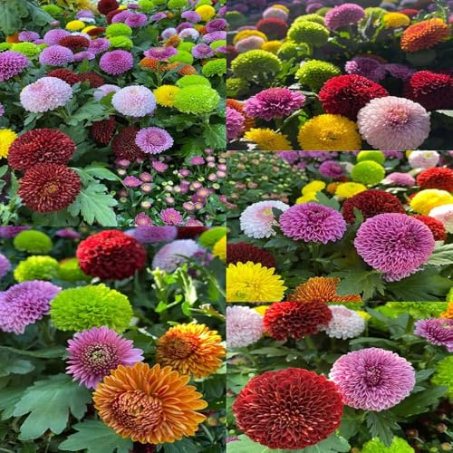 semillas de crisantemo interior jardín interior para exterior balcón bonsái de 500pcs