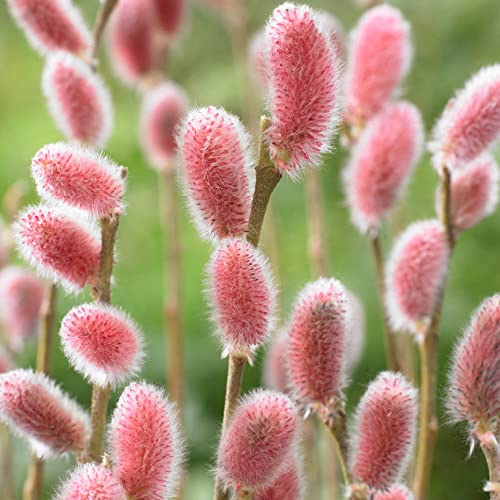 You Garden - 3 x Japanese Pink Pussy Willow, Salix gracilistyla 'Mount ASO' in a 9cm Pot - Goat Willow Tree for Garden - Willow Trees for Gardens Perfect on Patios or In Ground Salix Trees for Homes