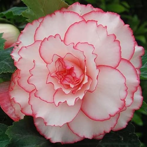 Votaniki Picotee Pink & White Begonia Bulbs - Large Bloom, Perennial, Pink & White Flowering Bulbs for Planting - AmeriHybrid Picotee White Pink, Easy to Grow, Low-Maintenance Flower Plant (2 Pack)
