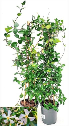 POWERS TO FLOWERS - GELSOMINO RAMPICANTE, RINCOSPERMUM, STAR OF SICILY, FIORE ROSA, Vaso 18cm, Altezza 100cm, 2 PIANTE, piante vere