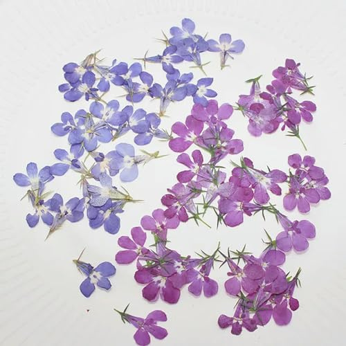 60 Stück gepresste getrocknete Lobelien Erinus Blume Pflanze Herbarium für Schmuck, Postkarte, Einladung, Karte, Handyhülle, Lesezeichen, Handwerk & Kunst-Mixed-2
